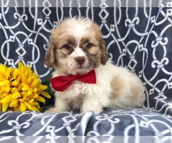 Medium Photo #4 Zuchon Puppy For Sale in LAKELAND, FL, USA