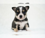 Small Photo #4 Chihuahua Puppy For Sale in UNION GROVE, NC, USA