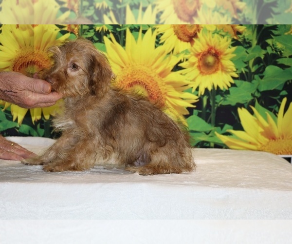 Medium Photo #31 Yorkiepoo mix (+ Poodle Toy) Puppy For Sale in DYERSBURG, TN, USA