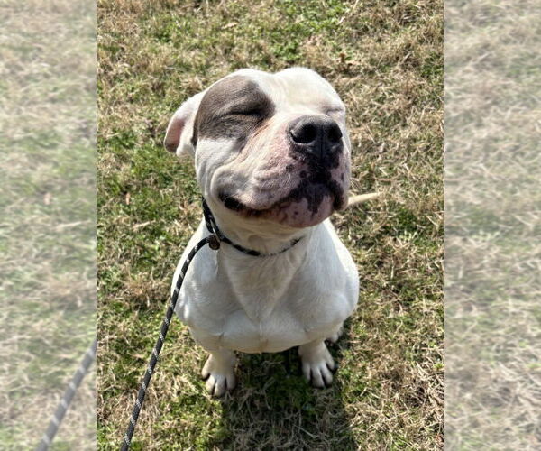 Medium Photo #3 Mutt Puppy For Sale in Glen Allen, VA, USA