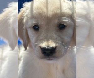 Golden Retriever Puppy for sale in LAKE GEORGE, NY, USA