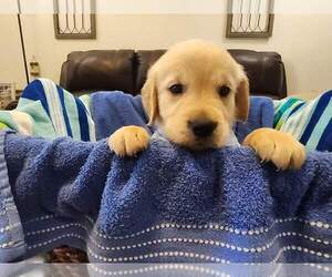 Medium Golden Retriever