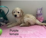 Small Photo #2 Goldendoodle Puppy For Sale in ARCADIA, OR, USA