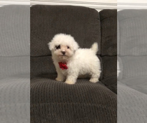 Poodle (Toy) Puppy for sale in JEFFERSONVILLE, IN, USA