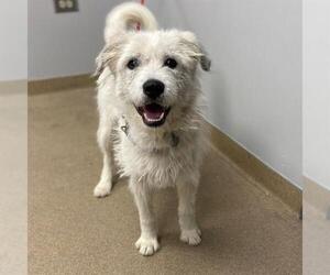 Border Terrier-Poodle (Standard) Mix Dogs for adoption in Aurora, CO, USA