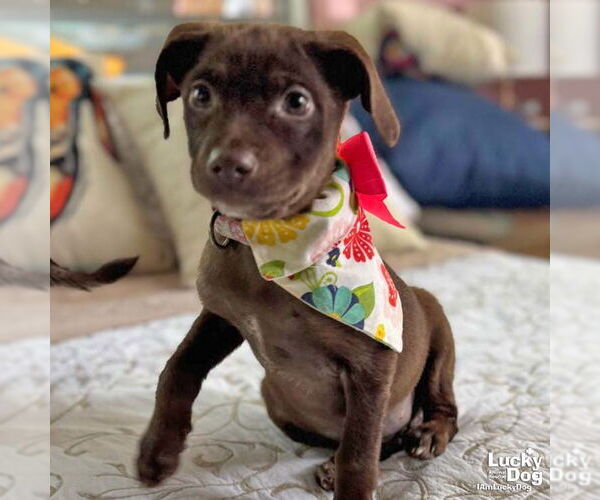 Medium Photo #2 Mutt Puppy For Sale in Washington, DC, USA