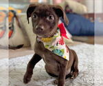 Small #1 Mutt