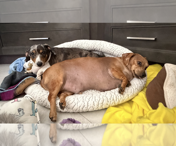 Medium Photo #8 Dachshund Puppy For Sale in Weston, FL, USA