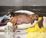 Small #7 Dachshund