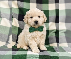 Goldendoodle-Poodle (Toy) Mix Puppy for sale in AIRVILLE, PA, USA