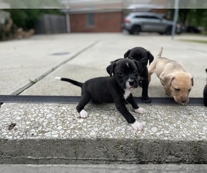 American Pit Bull Terrier-Presa Canario Mix Dog for Adoption in DETROIT, Michigan USA