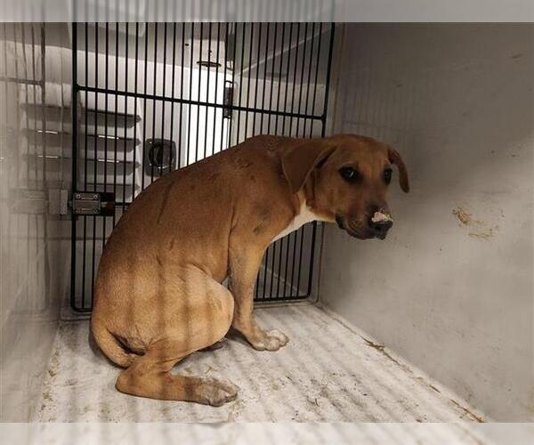 Medium Photo #1 Mutt Puppy For Sale in Houston, TX, USA