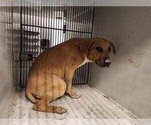 Mutt Dogs for adoption in Houston, TX, USA