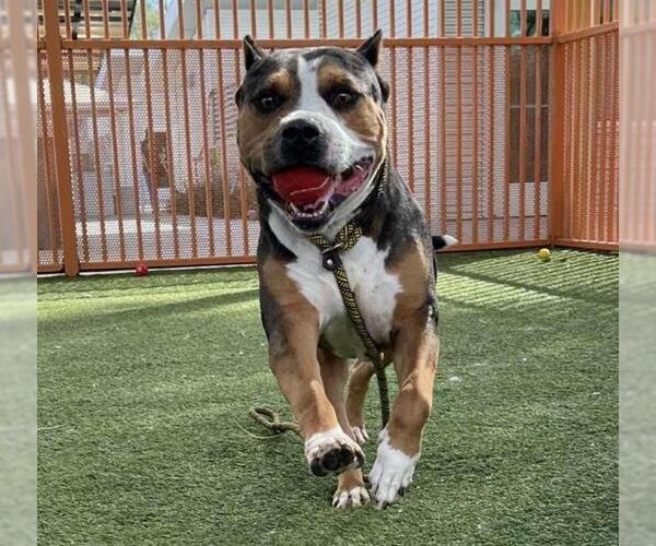 Medium Photo #1 American Pit Bull Terrier-Unknown Mix Puppy For Sale in Las Vegas, NV, USA