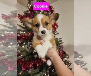 American Corgi Puppy for sale in WARRENS, WI, USA