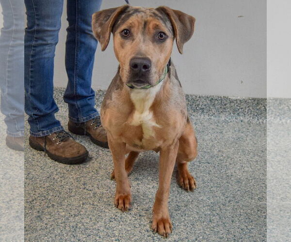 Medium Photo #3 Catahoula Leopard Dog Puppy For Sale in Huntley, IL, USA