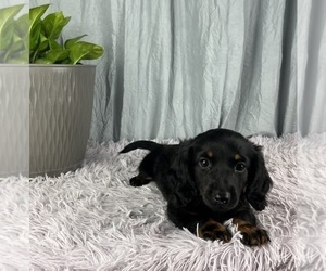 Dachshund Puppy for sale in GREENWOOD, IN, USA