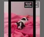 Small #1 Poodle (Toy)-Zuchon Mix