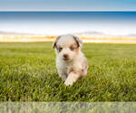 Small Photo #3 Miniature Australian Shepherd Puppy For Sale in EUREKA, NV, USA