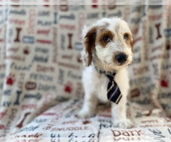 Medium Photo #3 Cock-A-Poo Puppy For Sale in LAKELAND, FL, USA