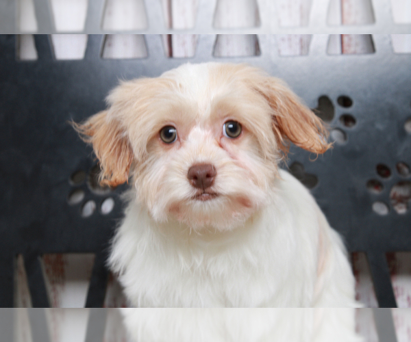 Medium Photo #3 Havanese Puppy For Sale in MARIETTA, GA, USA