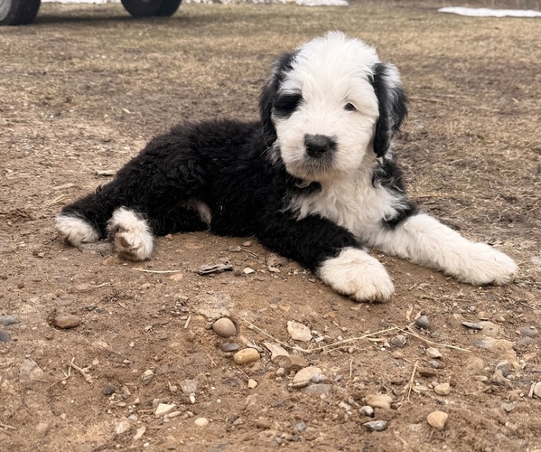 Medium Photo #1 Old English Sheepdog Puppy For Sale in MESICK, MI, USA
