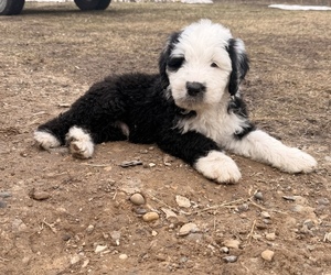 Old English Sheepdog Puppy for sale in MESICK, MI, USA