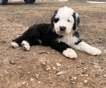 Small Old English Sheepdog