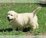 Small Photo #3 English Cream Golden Retriever Puppy For Sale in PARTRIDGE, KS, USA
