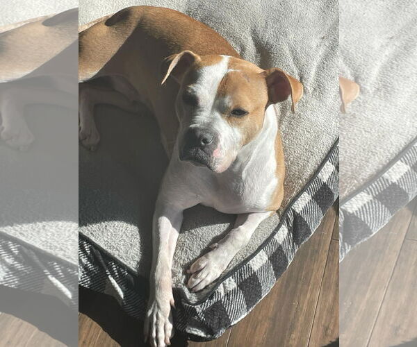 Medium Photo #12 American Pit Bull Terrier-Unknown Mix Puppy For Sale in Germantown, OH, USA