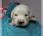 Small Photo #6 English Cream Golden Retriever Puppy For Sale in BELLEFONTE, PA, USA