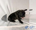 Litter of 5 - Female French BulldogLitter of Puppies for Sale - Photo #2