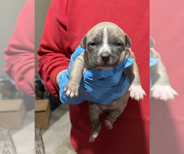 Medium Photo #3 American Bully Puppy For Sale in WALLINGFORD, CT, USA