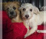 Small Photo #2 Border Terrier-Norfolk Terrier Mix Puppy For Sale in San Antonio, TX, USA