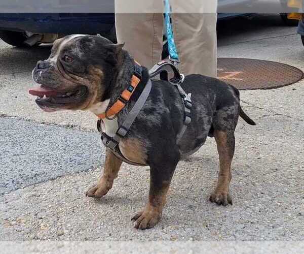 Medium Photo #4 Bulldog Puppy For Sale in Silver Spring, MD, USA