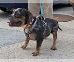 Small #3 Bulldog
