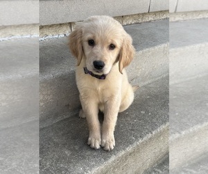 Golden Retriever Puppy for sale in PALOS HEIGHTS, IL, USA