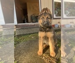 Small Photo #3 German Shepherd Dog Puppy For Sale in UNIVERSITY PL, WA, USA