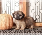Small #1 Shih Tzu