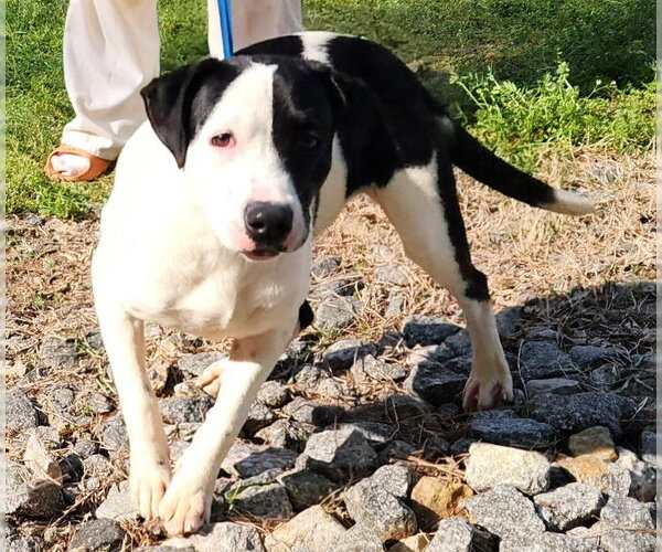 Medium Photo #6 Labrador Retriever-Unknown Mix Puppy For Sale in Wetumpka, AL, USA