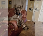 Small Photo #1 Great Dane Puppy For Sale in ALVARADO, TX, USA