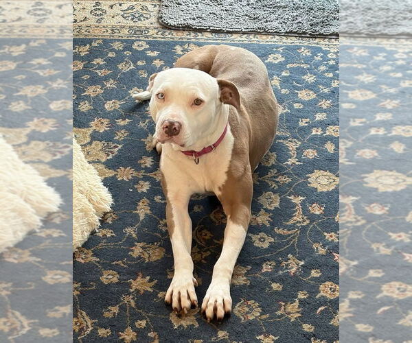 Medium Photo #11 American Staffordshire Terrier-Unknown Mix Puppy For Sale in Lake Forest, CA, USA