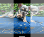 Small #5 French Bulldog