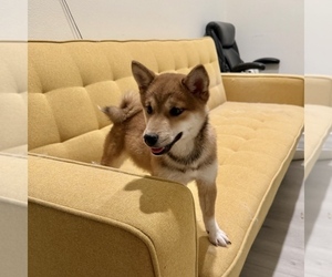 Shiba Inu Puppy for sale in MURRIETA, CA, USA