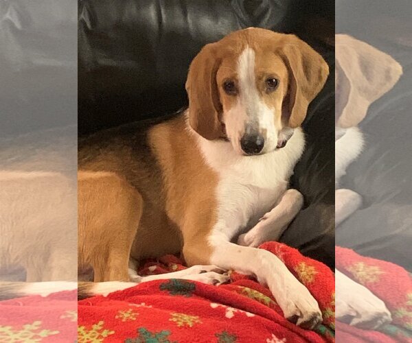 Medium Photo #1 Beagle Puppy For Sale in Monkton, MD, USA