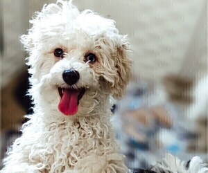 Bichon Frise-Poochon Mix Puppy for sale in KNOXVILLE, TN, USA