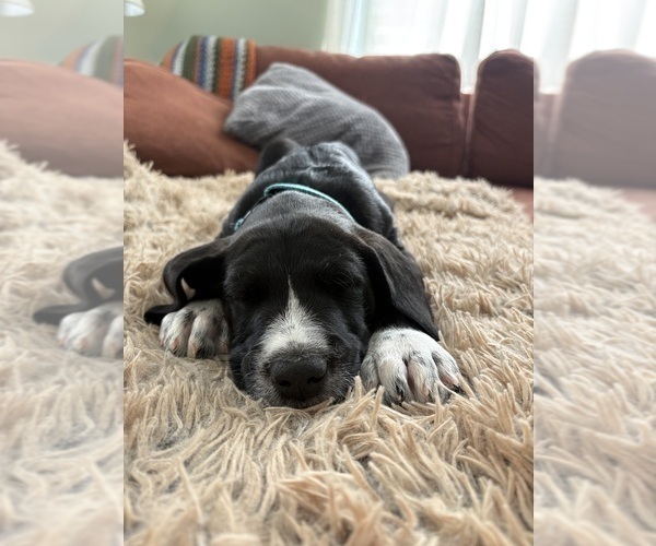 Medium Photo #2 Great Dane-Sheepadoodle Mix Puppy For Sale in EGG HARBOR CITY, NJ, USA