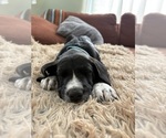 Small Photo #12 Great Dane-Sheepadoodle Mix Puppy For Sale in EGG HARBOR CITY, NJ, USA