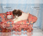 Small Photo #2 Poodle (Toy) Puppy For Sale in SANGER, TX, USA