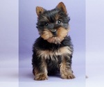 Small #2 Yorkshire Terrier